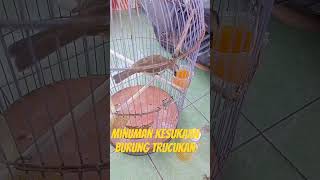 Download lagu Minuman kesukaan burung trucukan mp3 Download lagu Minuman kesukaan burung trucukan mp3