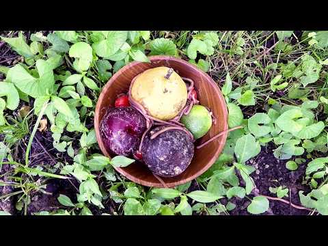 HXXS // Learner YouTube Thumbnail