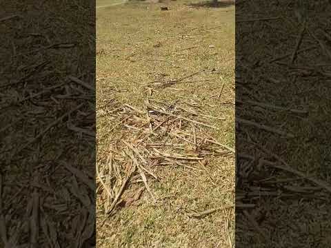 #calor #shorts #sertão #nordeste #pernambuco #sol #viral #video #vidanaroça #poção