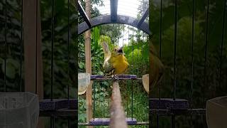 Download lagu #betina menggoda sirtu jantan burung sirtu betina gacor merayurayu jantan 😁😁😁sirtu jantan naksir 😍😍 mp3 Download lagu #betina menggoda sirtu jantan burung sirtu betina gacor merayurayu jantan 😁😁😁sirtu jantan naksir 😍😍 mp3