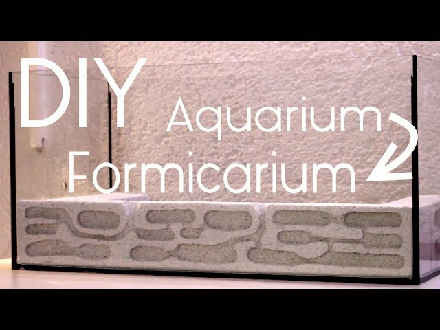 Video Pronunciation of formicarium in English Video Pronunciation of formicarium in English