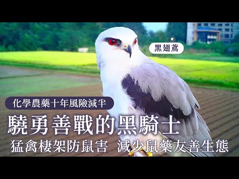 驍勇善戰的黑騎士｜猛禽棲架【防檢署APHIA】