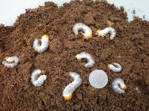 クワガタ幼虫の見分け方！カナブンとどう違う？同じに見える！ | イケてる男子のブレインミルク
