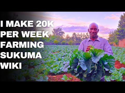 SERIOUS SUKUMA WIKI FARMING IN KIRINYAGA COUNTY