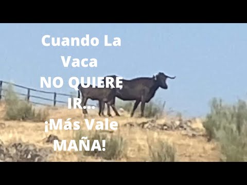 🧲Mas vale Maña…La Vaca NO QUIERE IR