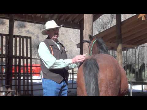 comment prendre température chien