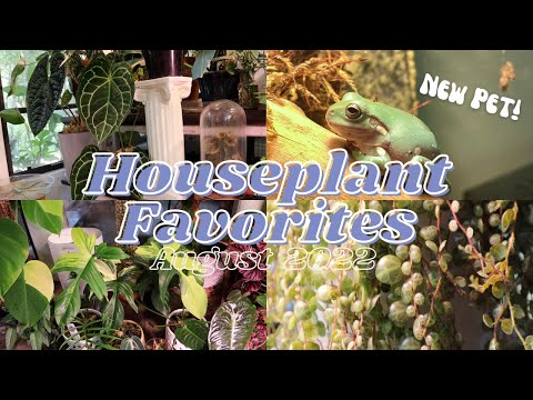 I Got A New Pet! | August 2022 | Top 5 Favorite Houseplants (common + rare plants)