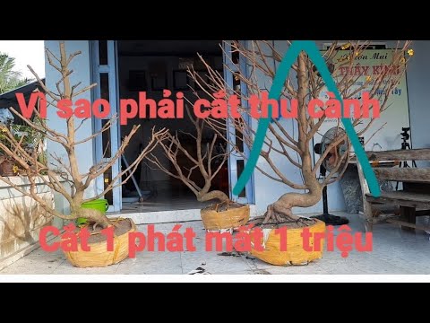 Cắt trụi cành  và trồng cây mai tàn to. Vườn mai Thầy Kính.
