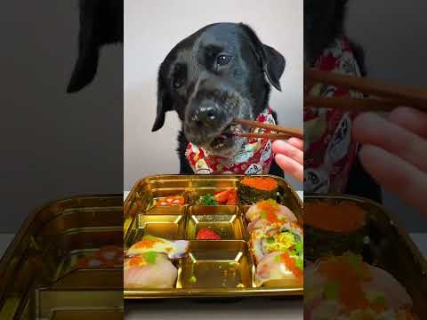 Eat a meal that saves time and effort~ The sushi platter is so delicious. The dog’s thoughts a 🪩 P80