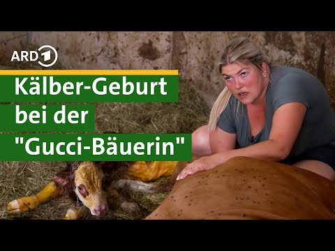 Abkalbe-Alarm! Kalb wird geboren bei “Gucci Bäuerin” Nina – Hofgeschichten #13 | Unser Land | BR