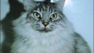 Matt McGinn - The Dundee Cat