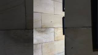 House infected with big black ants! #shorts