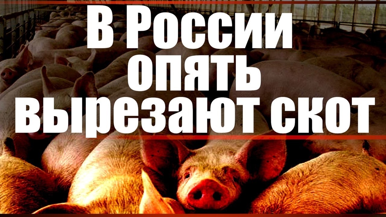 Опять в России вырезают скот