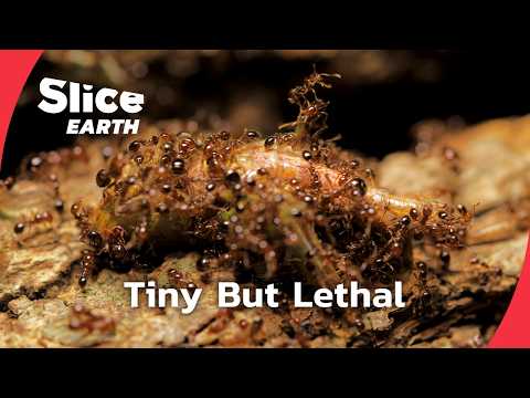 Inside the Deadly Fire Ant Invasion | SLICE EARTH | FULL DOC
