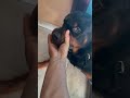 Aggressive Rottweiler attack on his owner #rottweiler