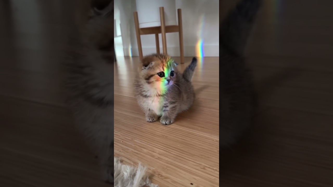 Meet Eleanor the munchkin!