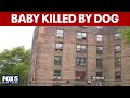 One-month-old girl mauled to death by dog in Queens, police say