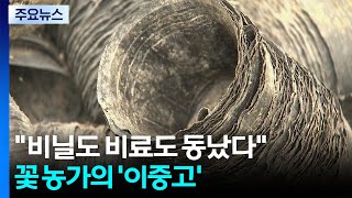 비닐도 비료도 동났다...꽃 농가의 '이중고' / YTN