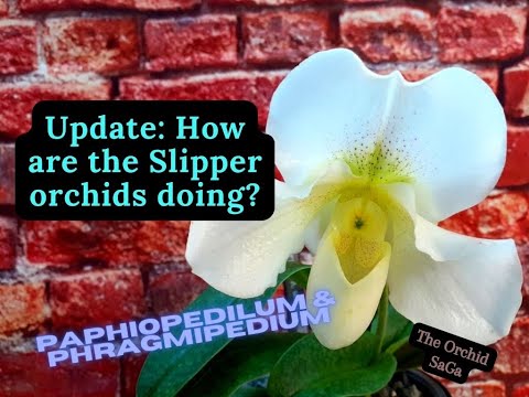 An update on my Slipper orchids! (paphiopedilum and phragmipedium orchids)