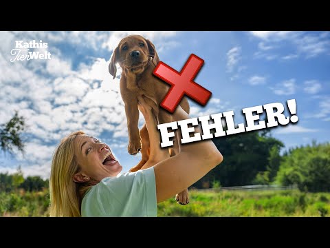 The 10 most common puppy training mistakes! (and how to avoid them)