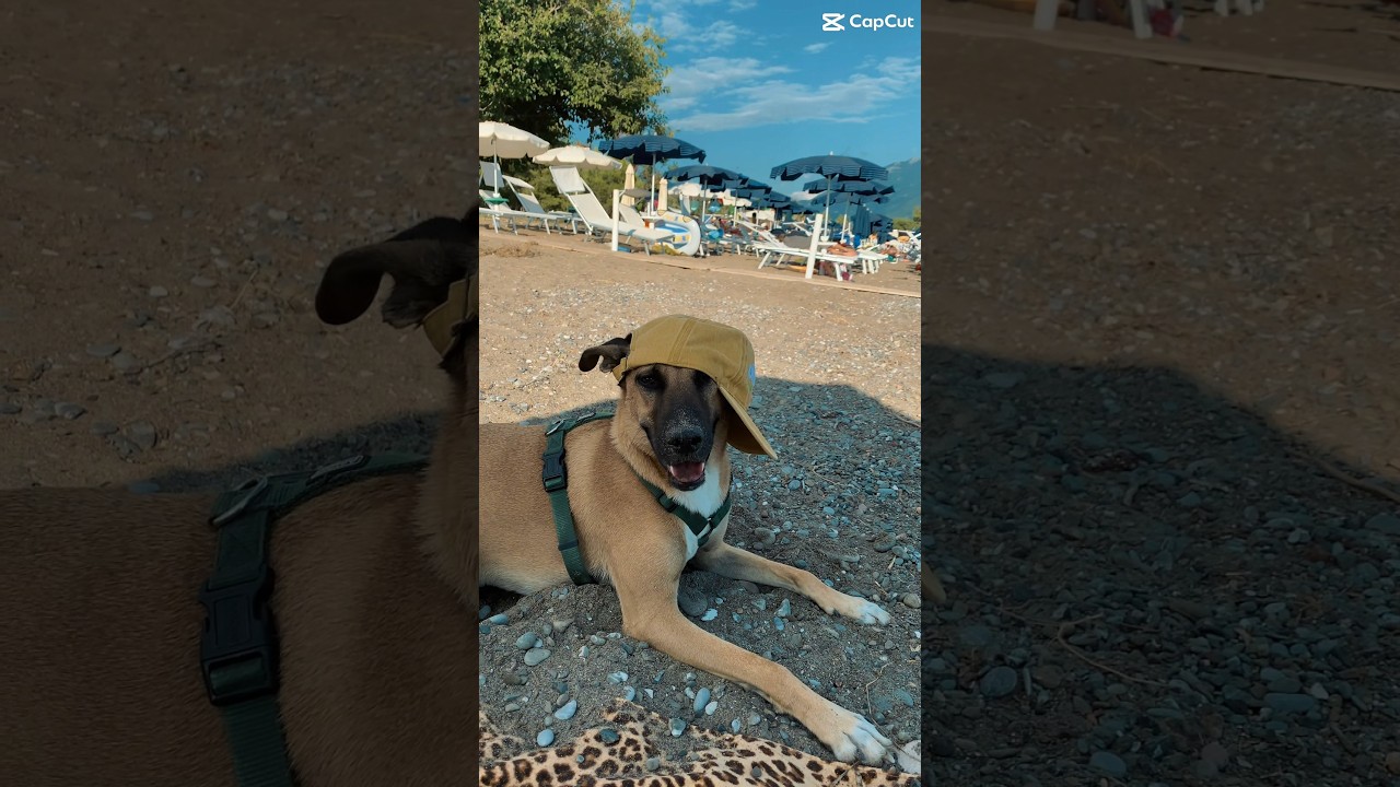 Montage animaux