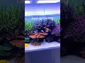 Best Beginners Coral For Reef Tank