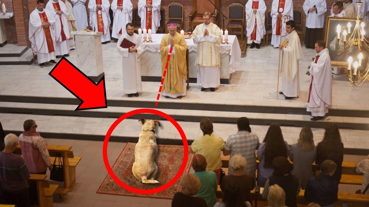 "Ksiądz śledzi psa na mszy i odkrywa sekret, który mrozi krew w żyłach!"