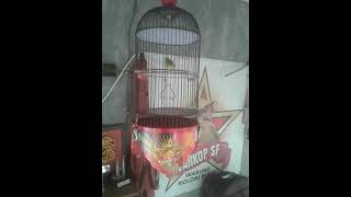 Download lagu DAKBAL CIBLEKAN mp3