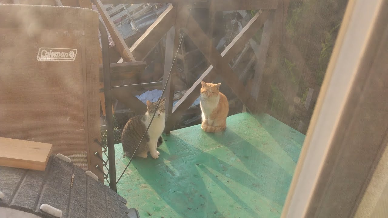 cat wave check 鉾田市猫、波チェック