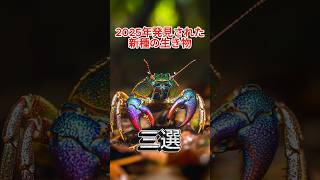 2025年発見された新種の生き物 5