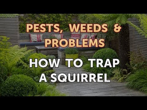 How to Trap a Squirrel