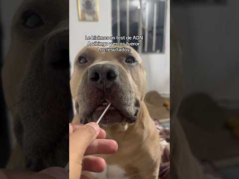 100% tragón 🤣🐶 #vikingo606