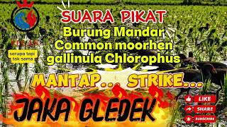 Download lagu JAKA GLEDEK, suara pikat burung Mandar/Pelan/Common moorhen/Gallinula Chlorophus mp3