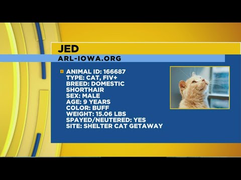 Adopt Jed the cat at the Animal Rescue League