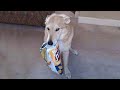 HILARIOUS DOGS Being Weird NEW Funniest Dogs Video 2025