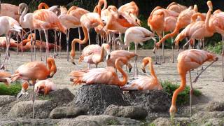 preview picture of video 'Caribbean flamingo nesting'