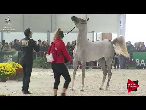 N.113 LOVE - Verona 2017 - Yearling Fillies (Class 1B)