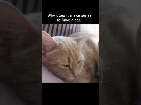 How to reduce stress. Cats create a purring vibration known to reduce stress #shorts #tiktok