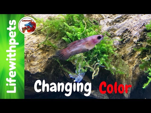 Betta Fish Fry Changing Color and Moving Tanks