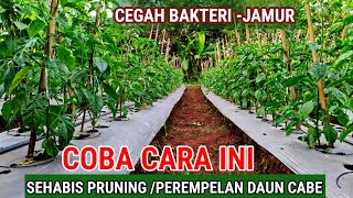 Download lagu TRY THIS METHOD ❗AFTER PRUNING CHILI PLANTS IN THE RAINY SEASON mp3
