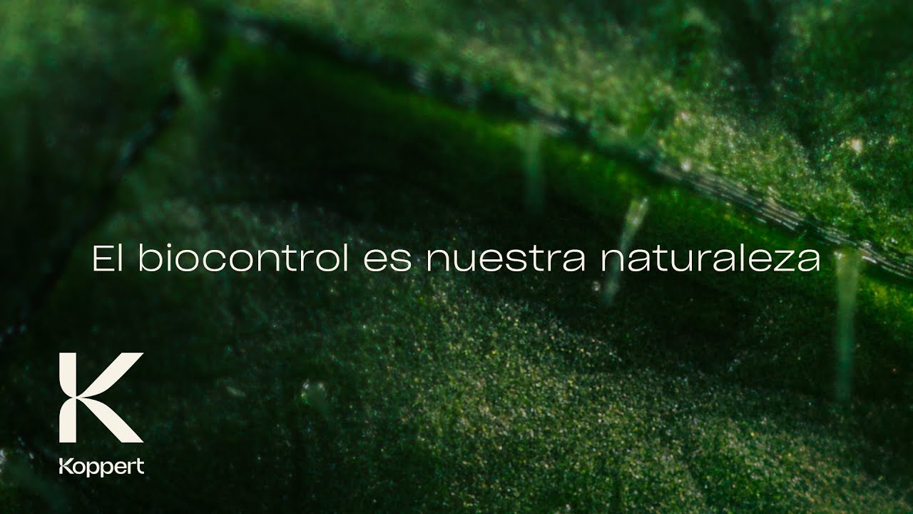 Video preview poster