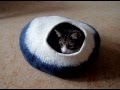 Felted Cat Bed Cat Nap Cocoon from ...