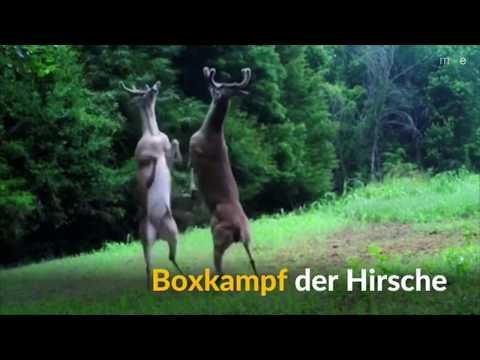 Boxkampf der Hirsche