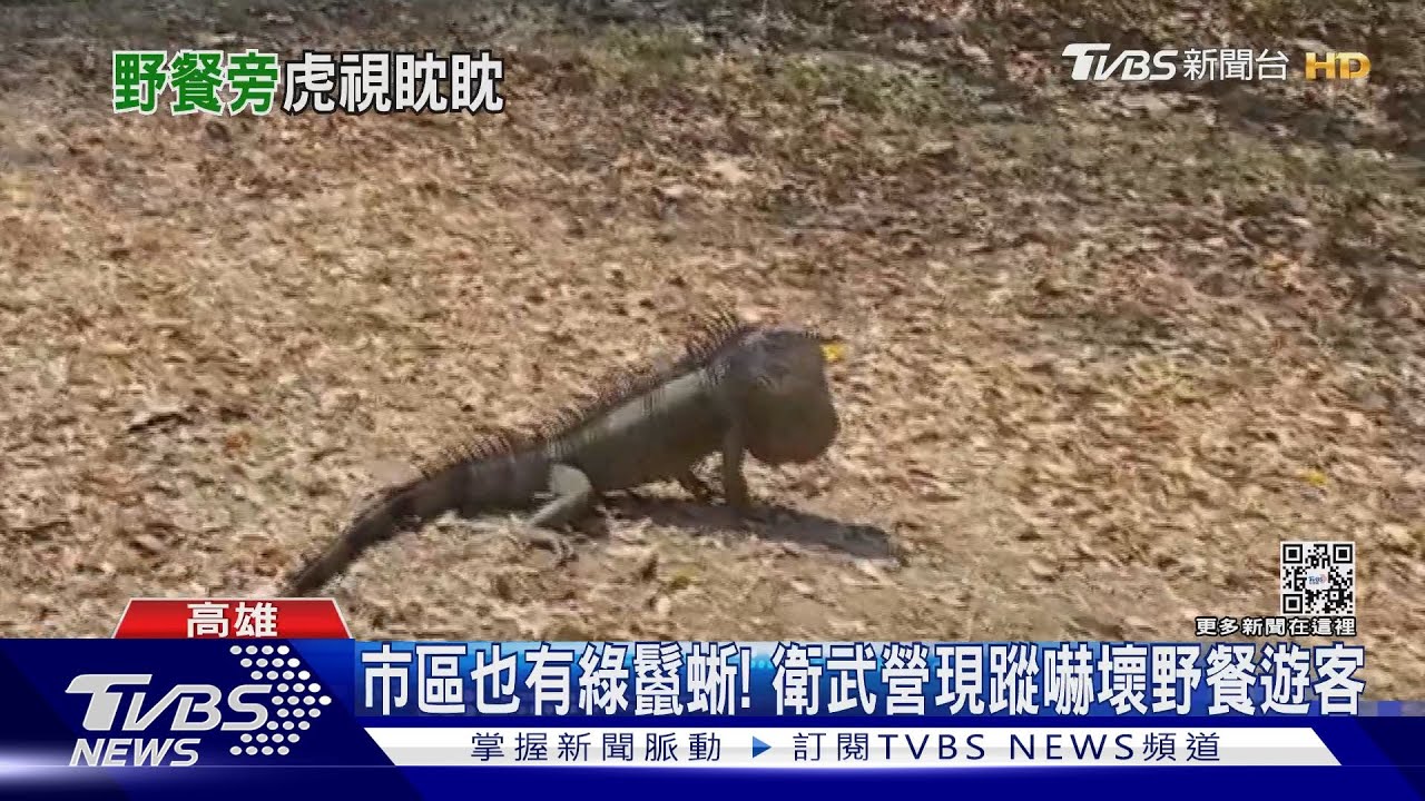 綠鬣蜥入侵市中心!衛武營現蹤 野餐遊客目擊受驚嚇!