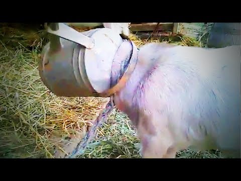 Des chèvres drôles des chèvres drôles qui crient comme des humains.