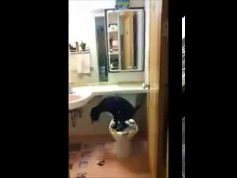 狗狗 懂得去廁所 大小便