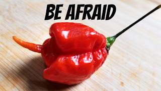 Bhut Orange Copenhagen x Aji Pineapple Review: Rare Superhot Cross