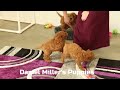 Mini Goldendoodle dogs for sale: Flower - Video 1