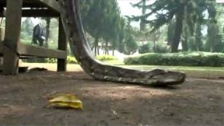 preview picture of video 'Meeting reticulated python on Bali'