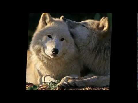 ╔♥══►cCc☾✫ℂ⋆ HAPİSTE YATARIM ℂ⋆☾✫cCc◄══♥╗